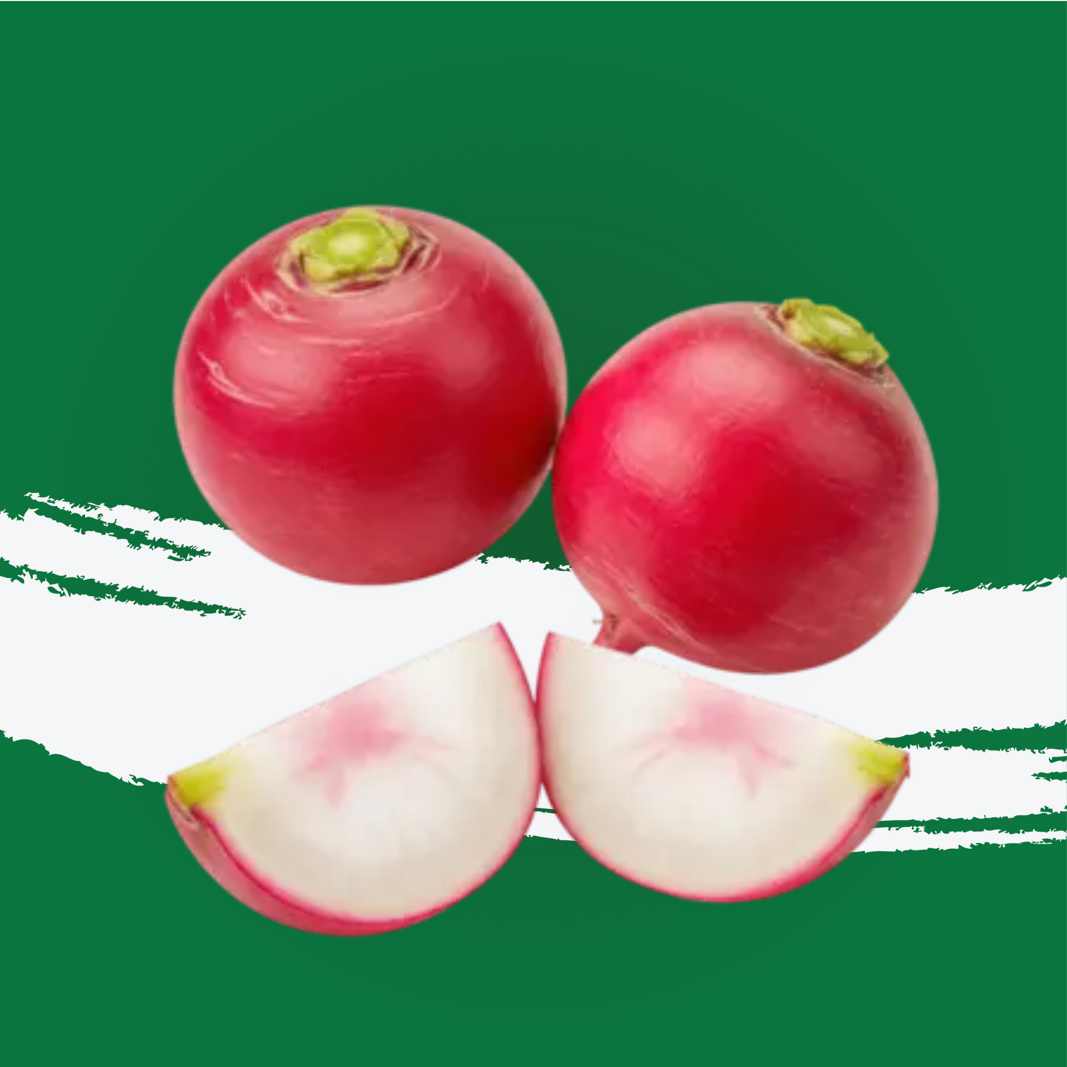 Radish Red Pp Holland