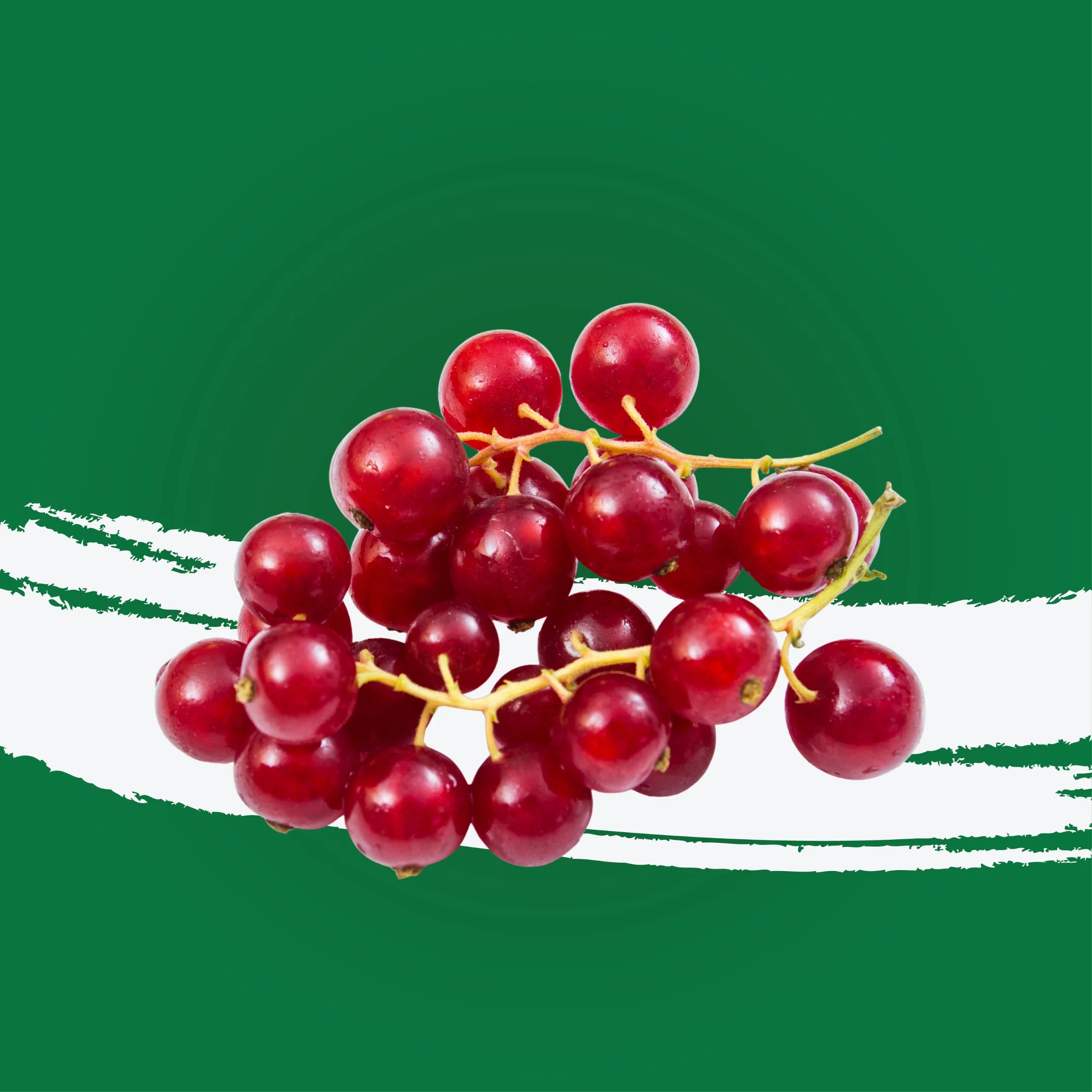 Redcurrant Holland