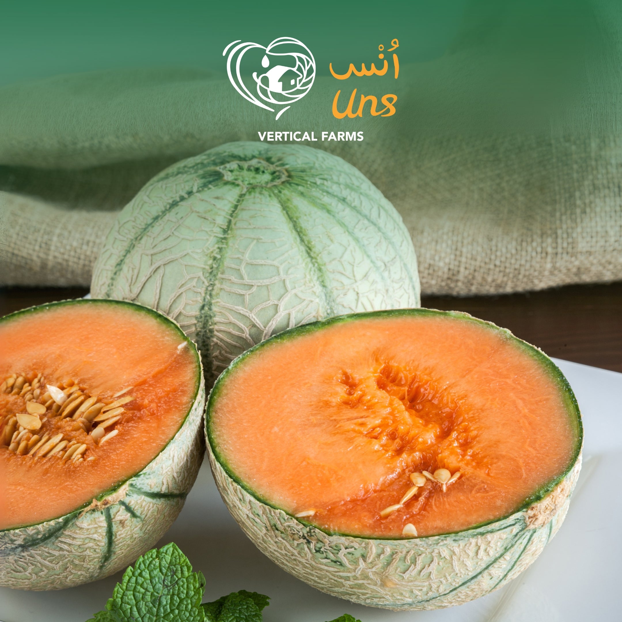 Rock Melon Brazil