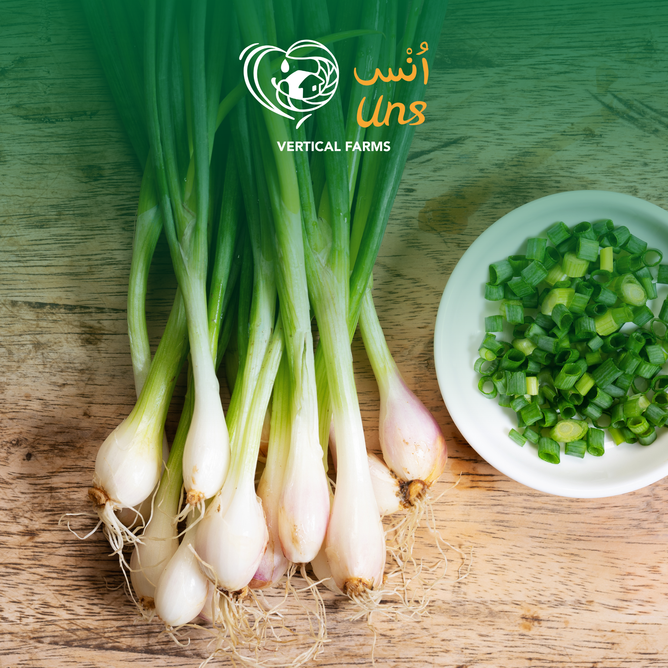 Spring Onion UAE