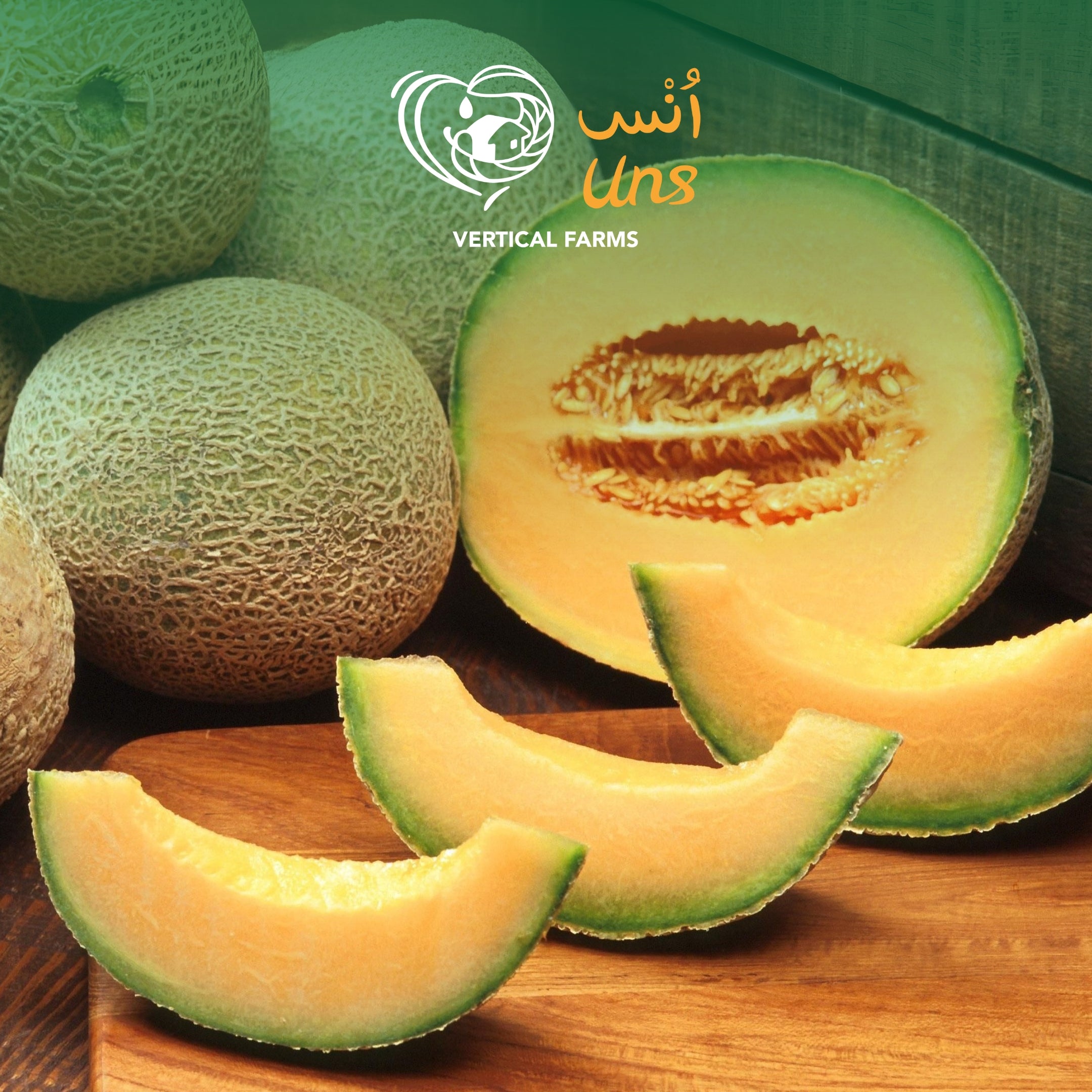 Sweet Melon India