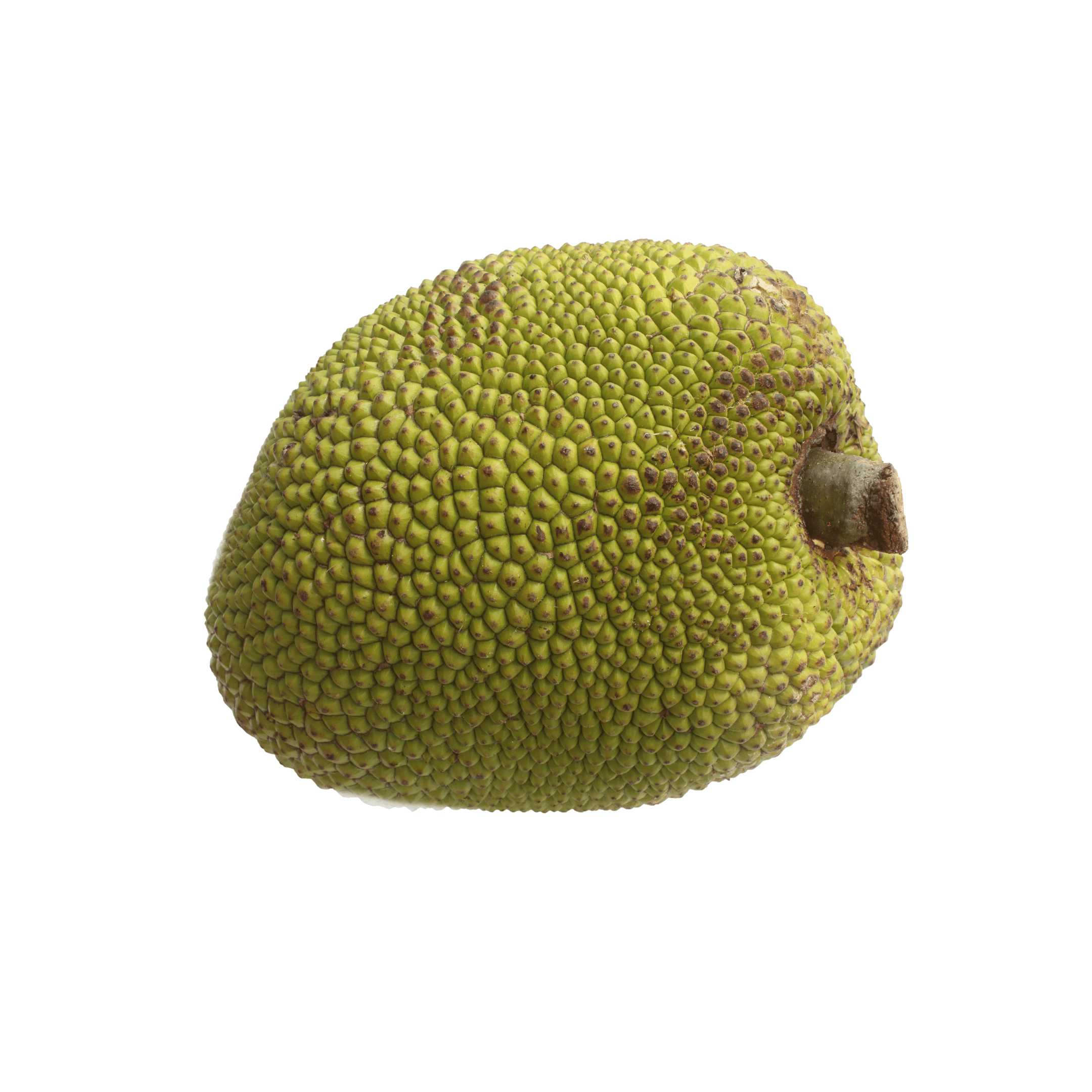 Tender Jackfruit fruit showing its green, spiky exterior and unique shape.