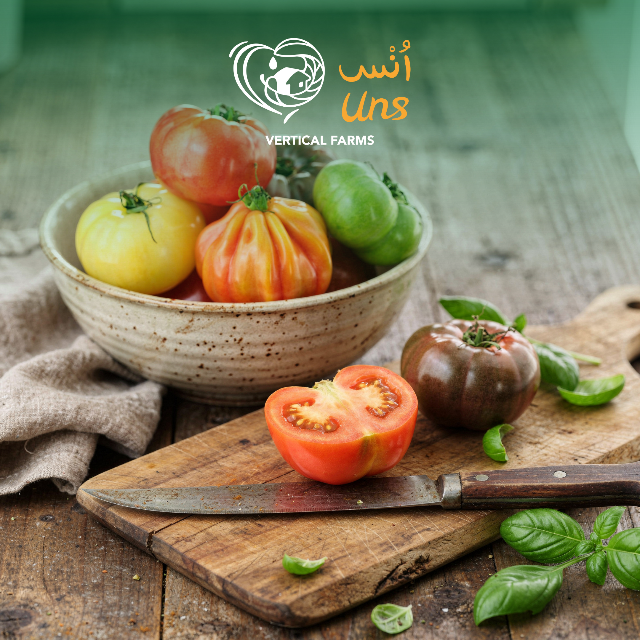 Tomato Heirloom Holland