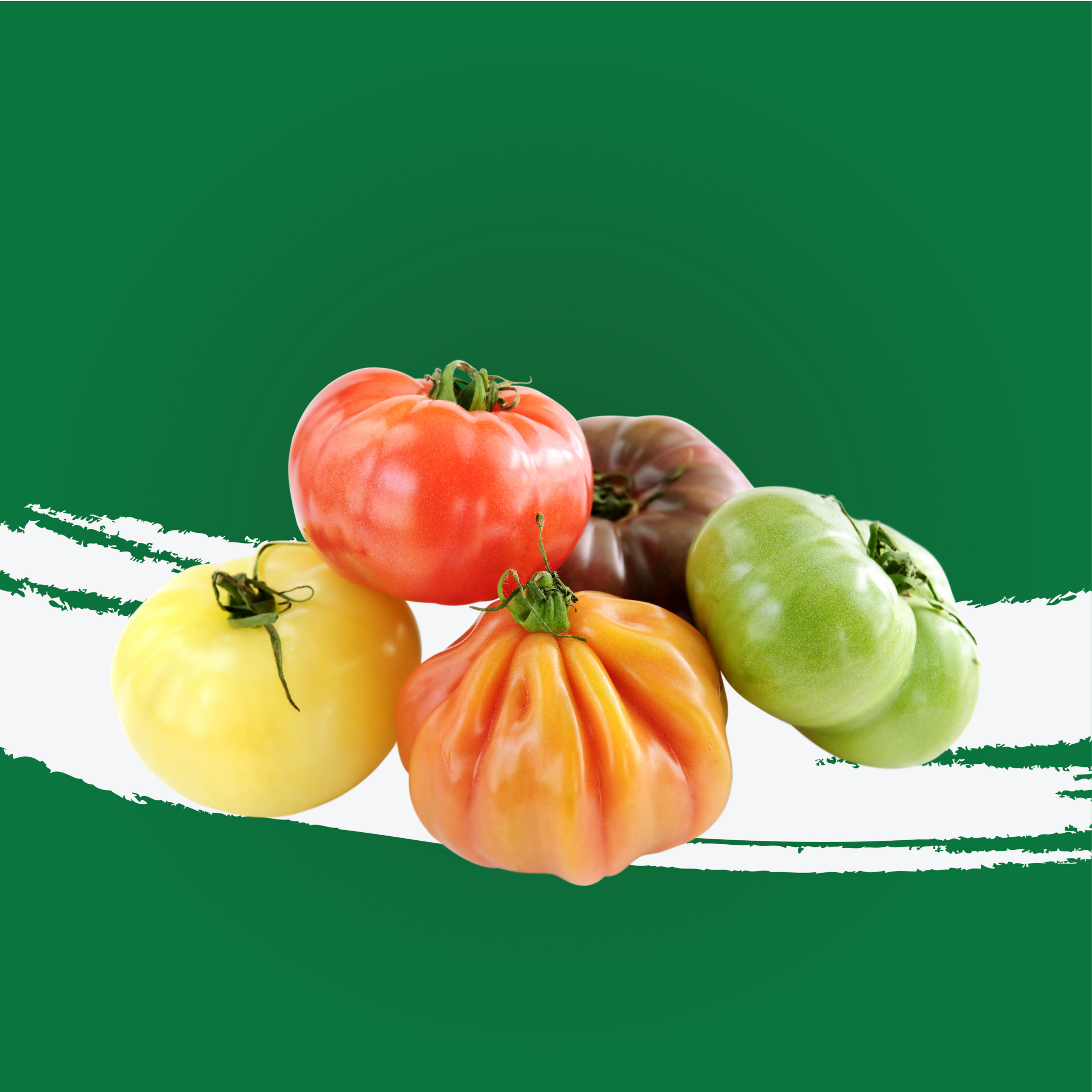 Tomato Heirloom Holland