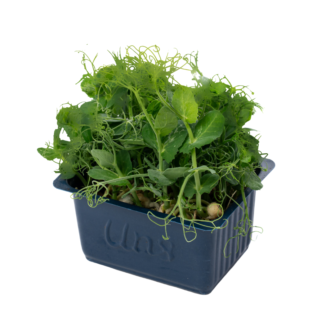 UNS Pea Tendril 40g Clear Pet Box