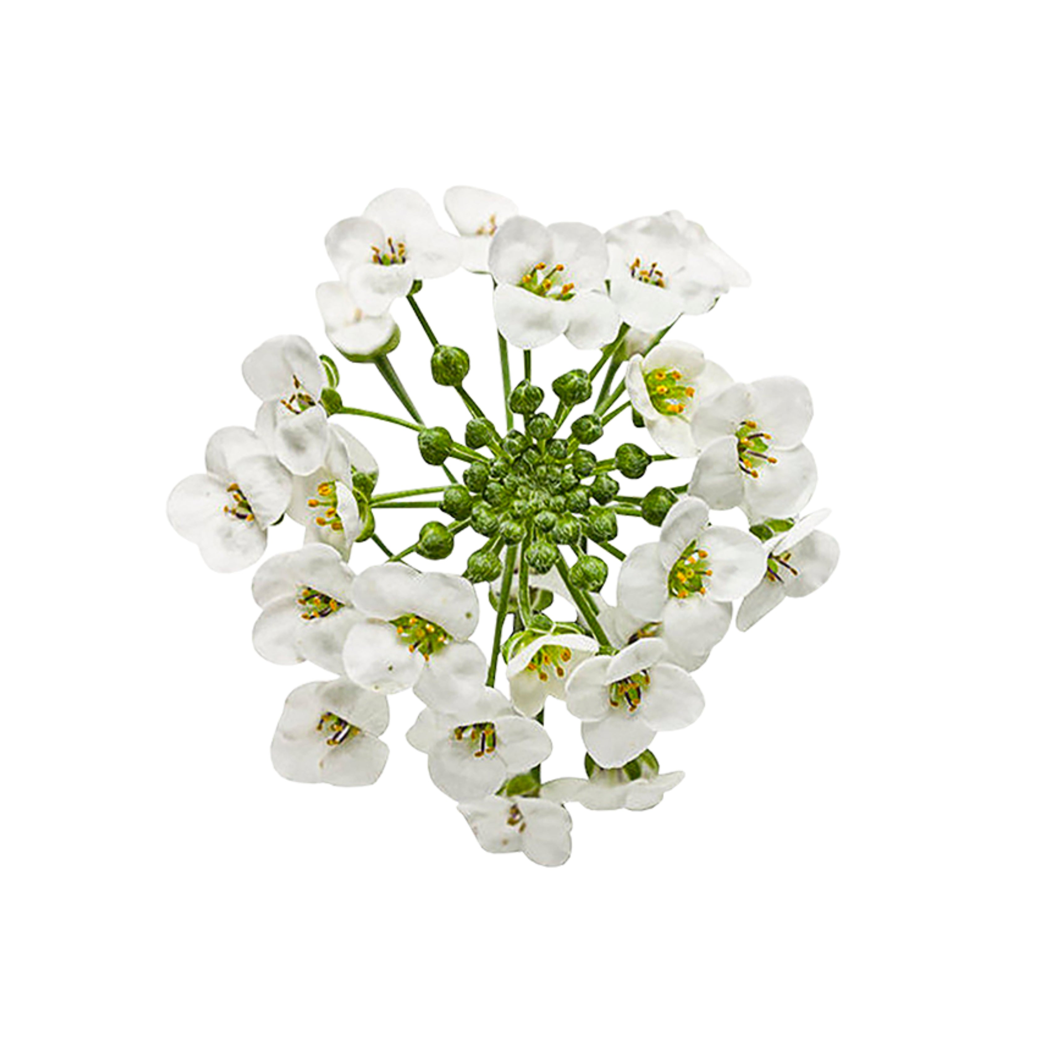 Uns Alyssum 8Pcs Clear Pet Box