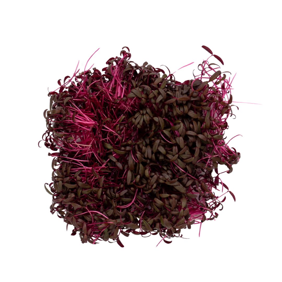 UNS Red Amaranth 15g Clear Pet Box