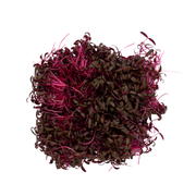 UNS Red Amaranth 15g Clear Pet Box