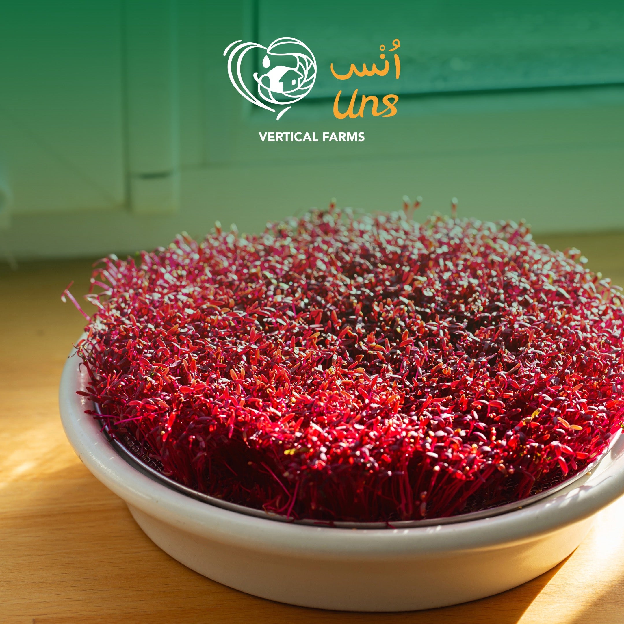 UNS Amaranth Microgreen Cress 16 Punnet Carton