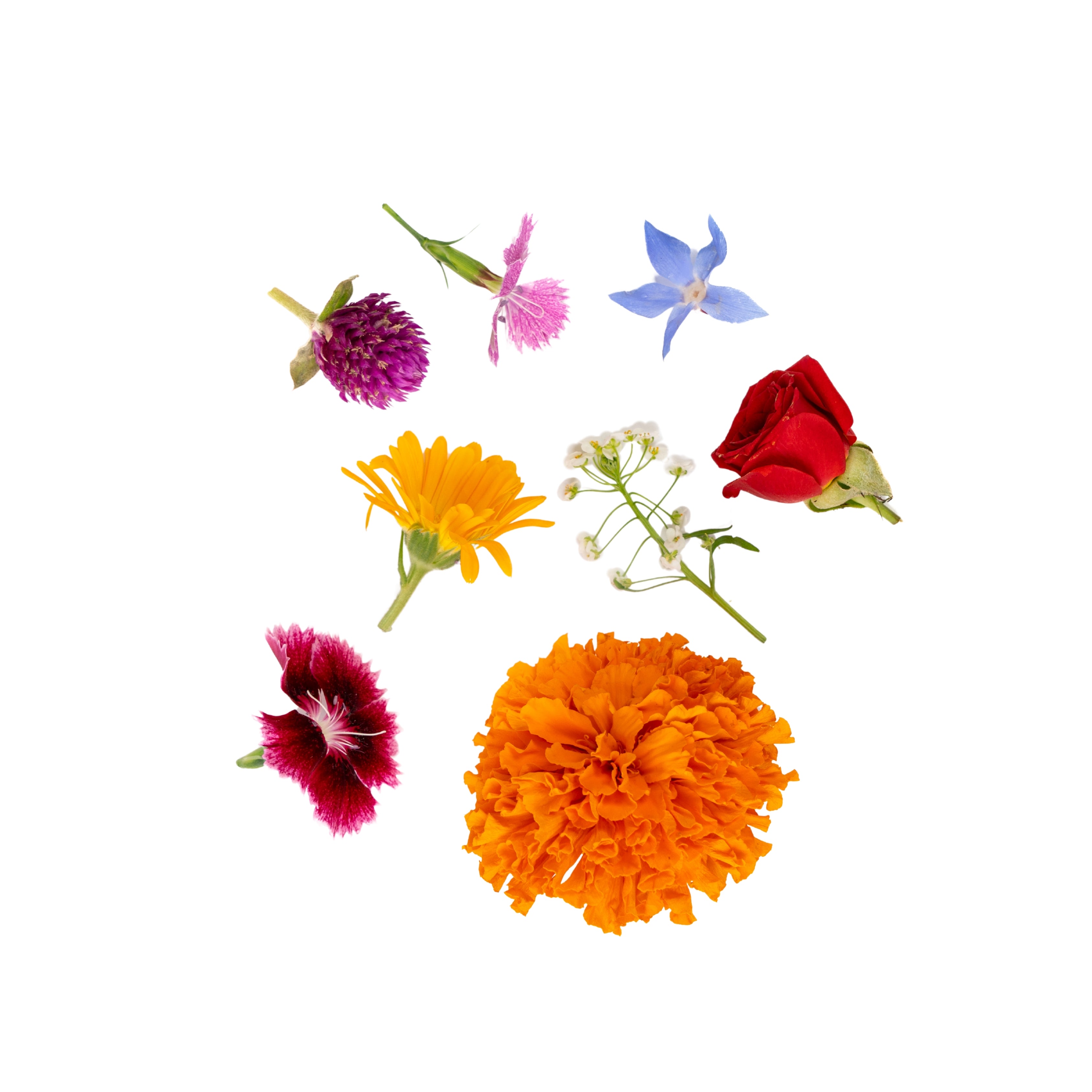 Uns Assorted Flowers Clear Pet Box