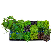 Uns Assortment Microgreen Mix 18 Punnet Carton