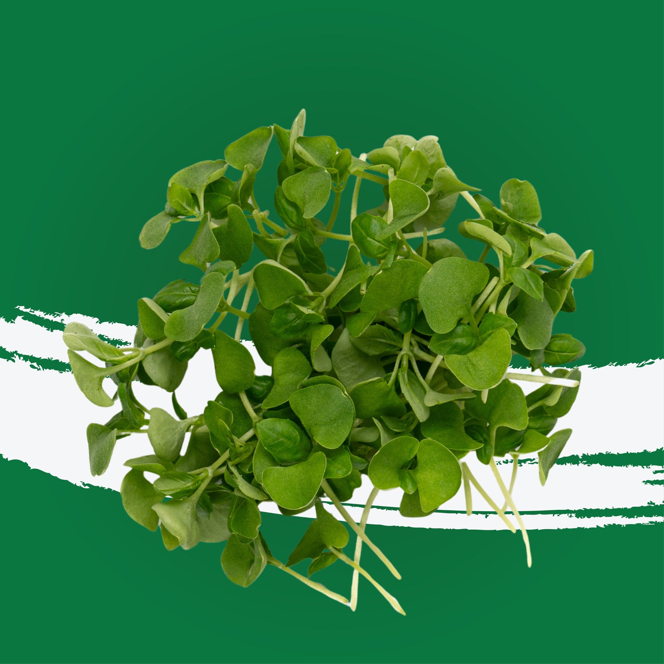 UNS Sweet Basil Microgreen Cress 16 Punnet Carton