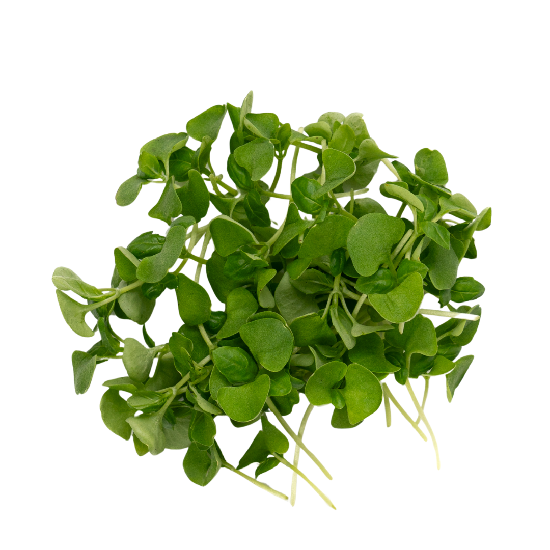 UNS Basil 15g Clear Pet Box