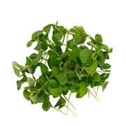 UNS Basil 15g Clear Pet Box