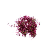 Uns Beetroot Baby 20G Clear Pet Box