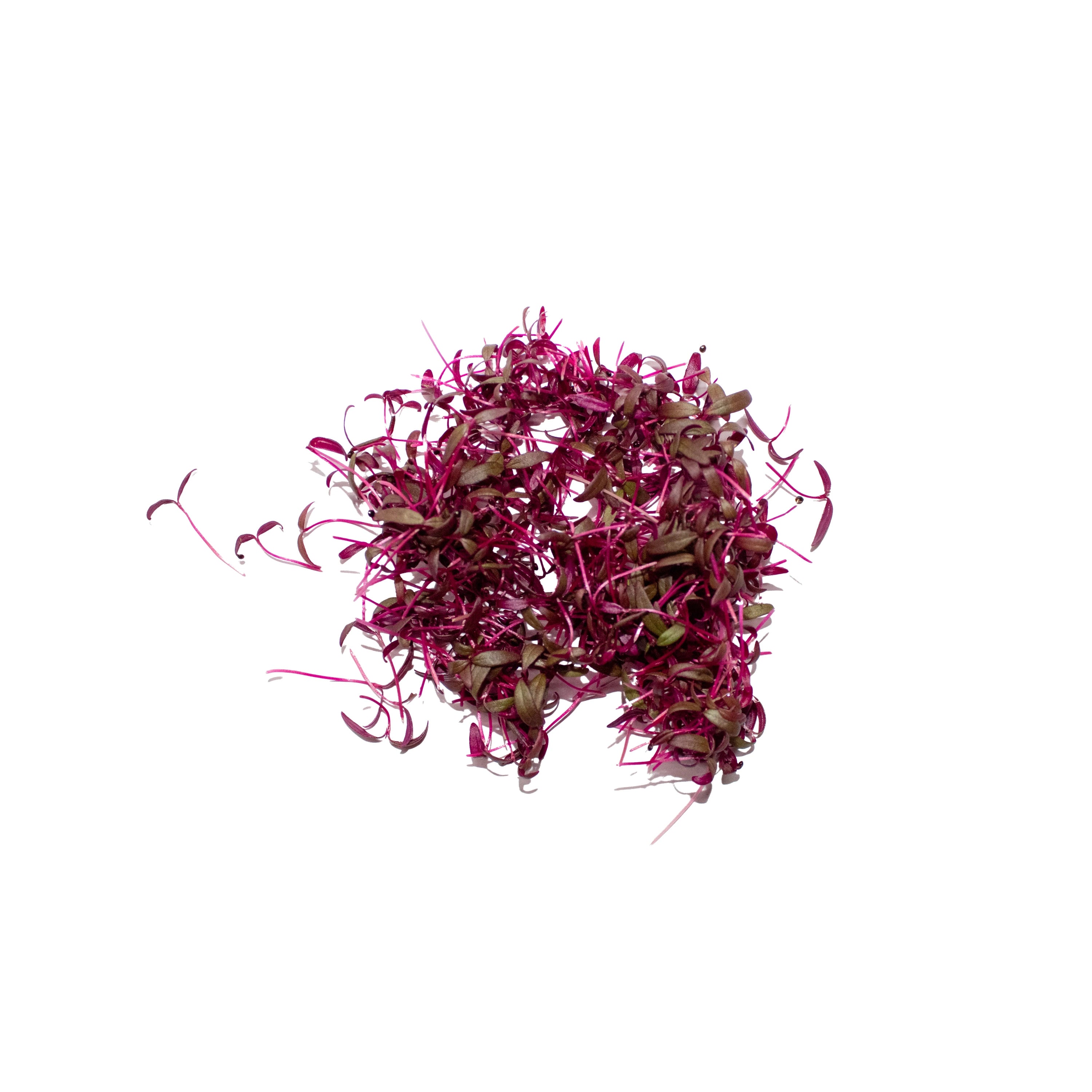 Uns Beetroot Baby 20G Clear Pet Box