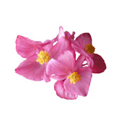 Uns Begonia Flower 10Pcs Clear Pet Box