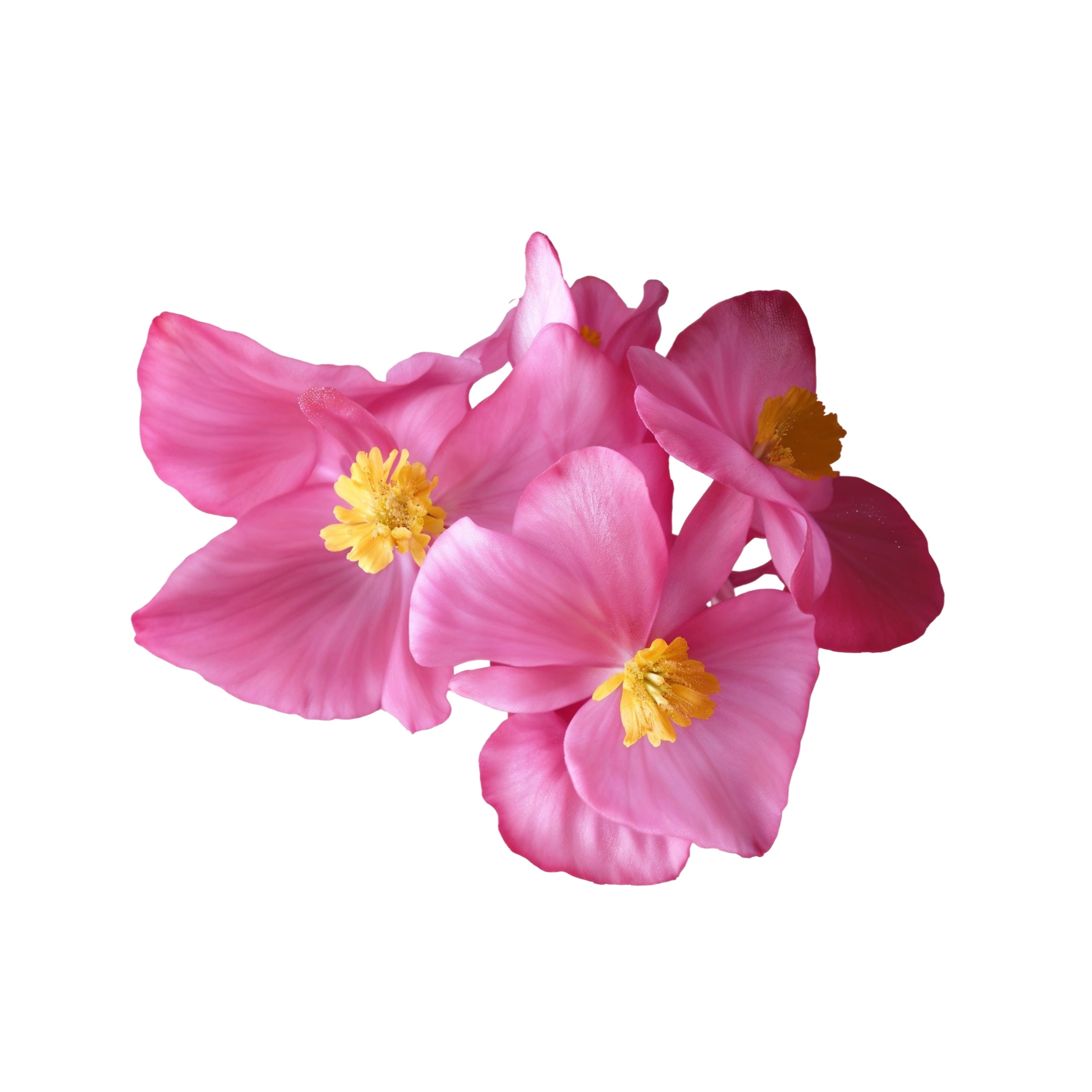 Uns Begonia Flower 10Pcs Clear Pet Box