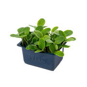Uns Borage Cress 30G Clear Pet Box
