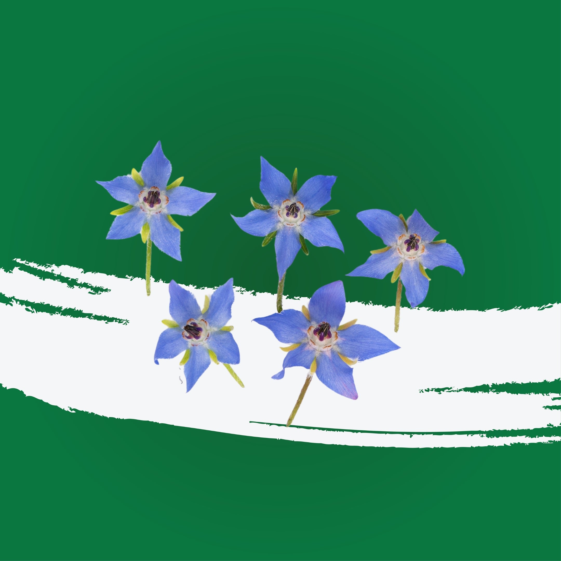 UNS Borage Flowers Clear Pet Box