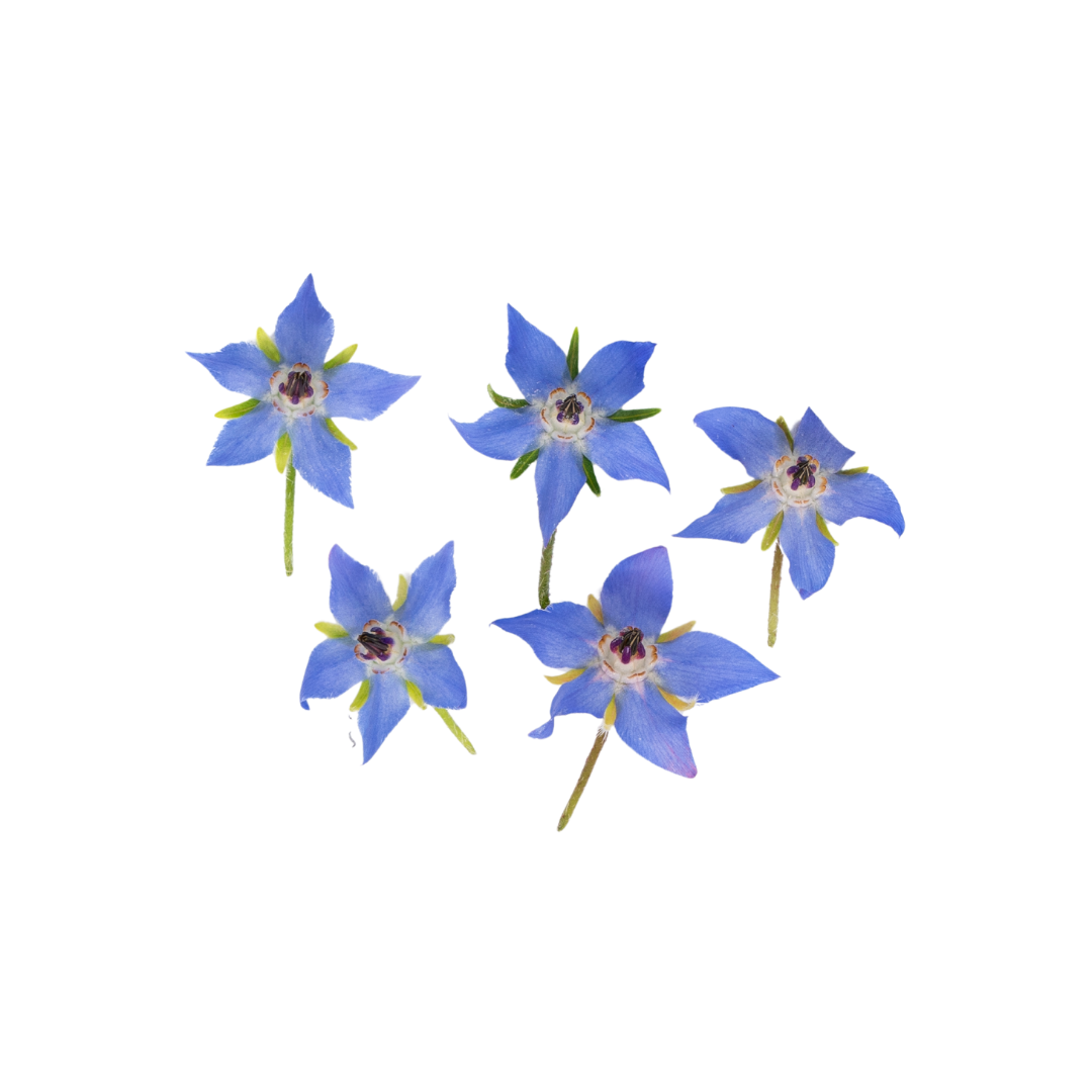 UNS Borage Flowers Clear Pet Box