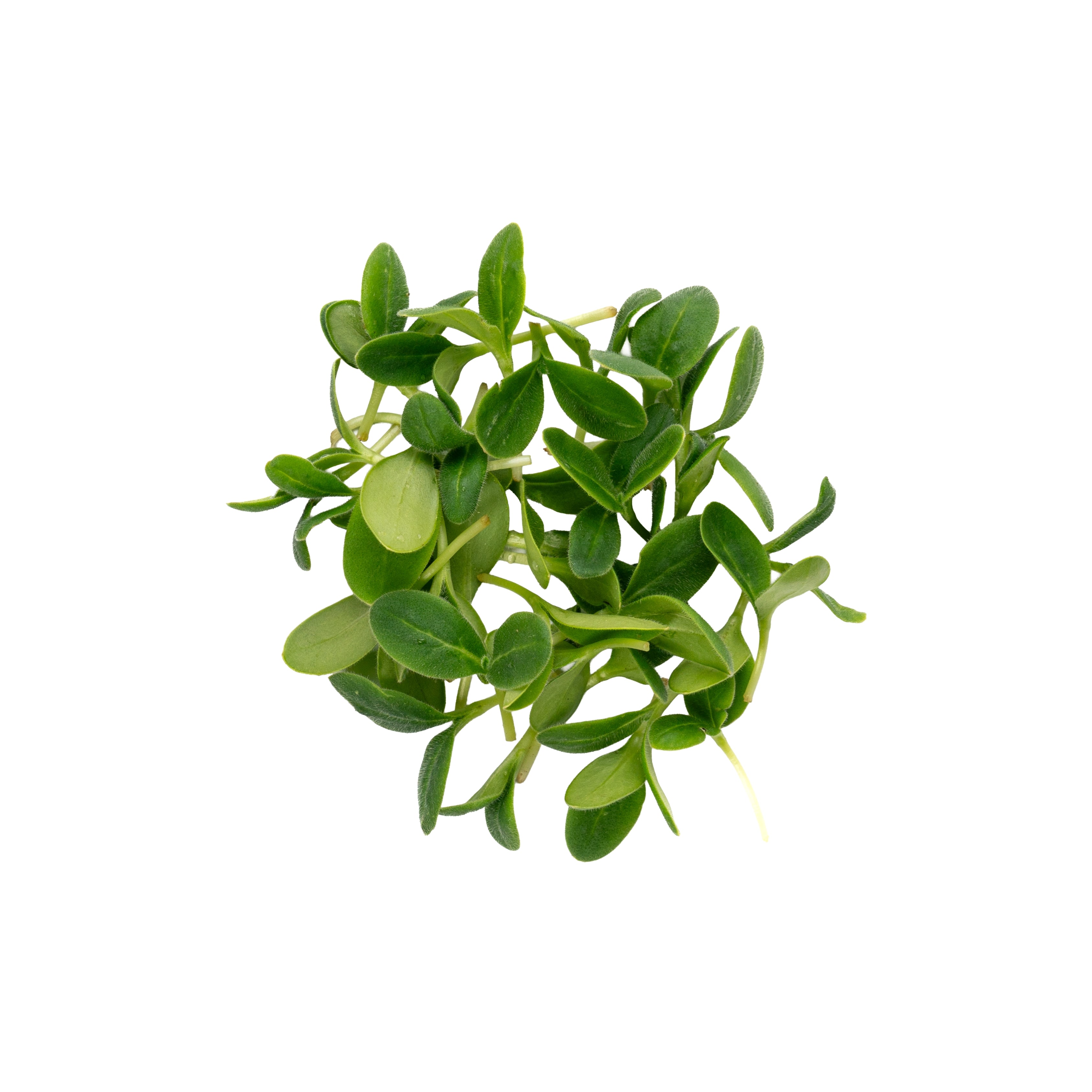Uns Borage Microgreen Cress 16 Punnet Carton