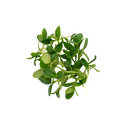 Fresh borage cress microgreens grown in UAE