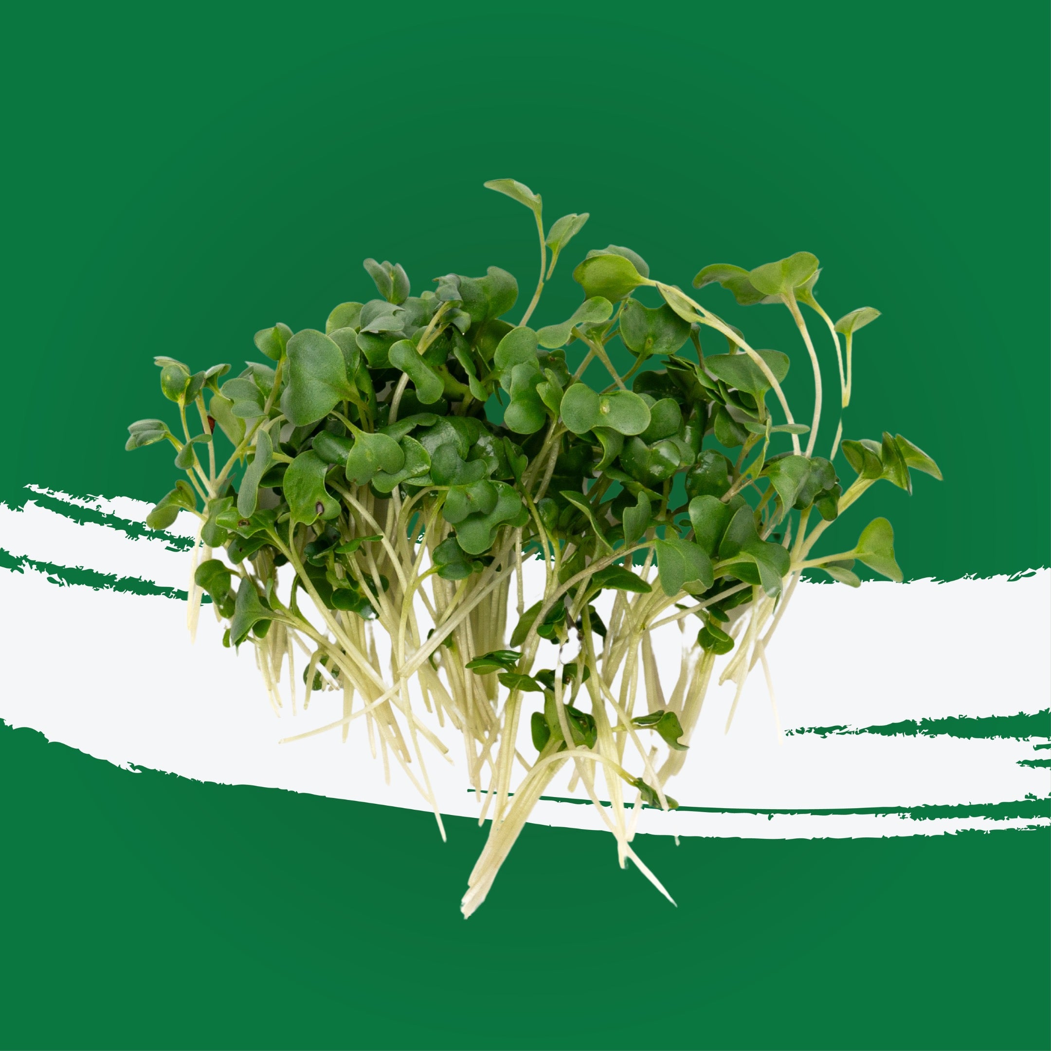 UNS Broccoli 30g Clear Pet Box