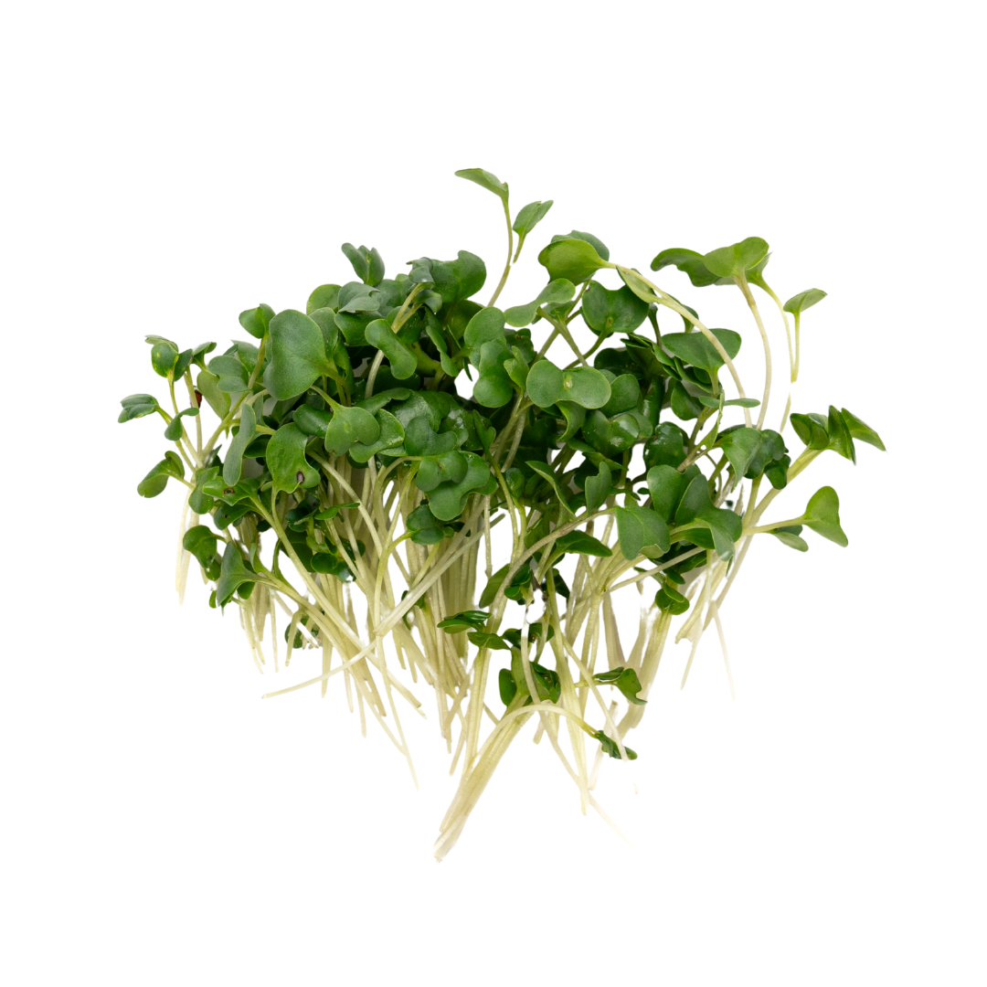 UNS Broccoli 30g Clear Pet Box
