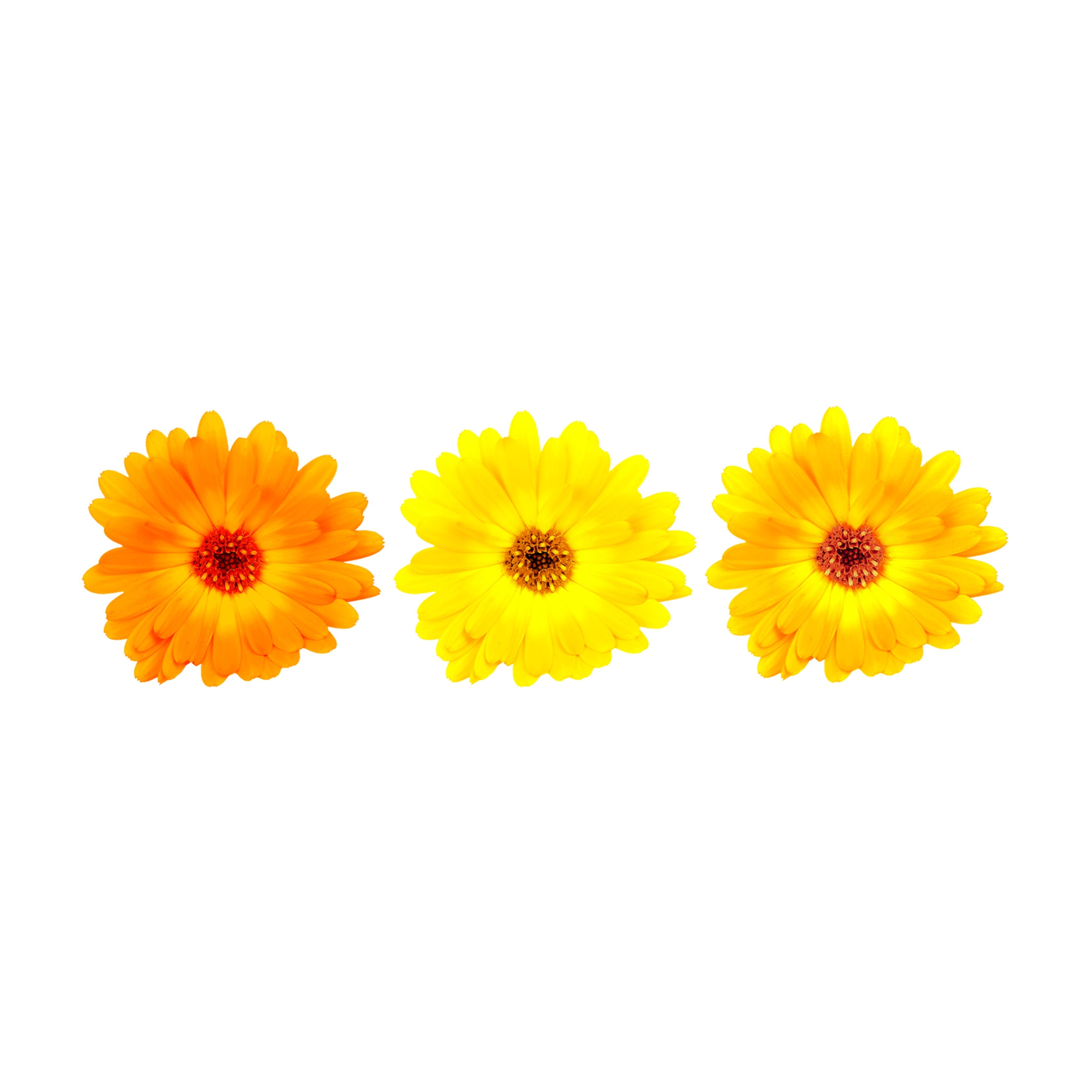 Uns Calendula Flowers 8Pcs Clear Pet Box
