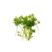 Uns Carrots Cress 10G Clear Pet Box