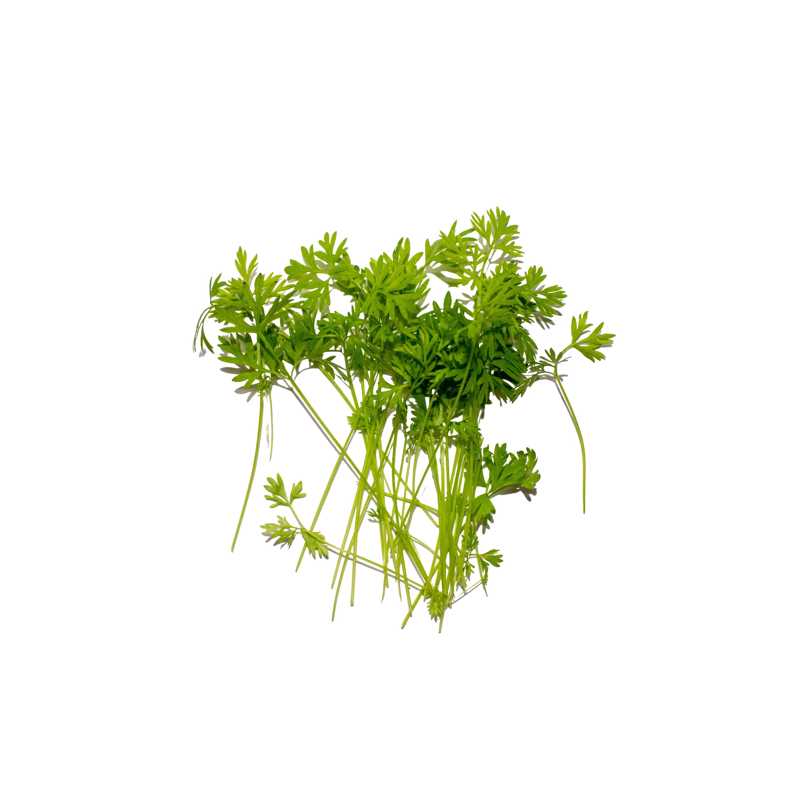 Uns Carrots Cress 10G Clear Pet Box