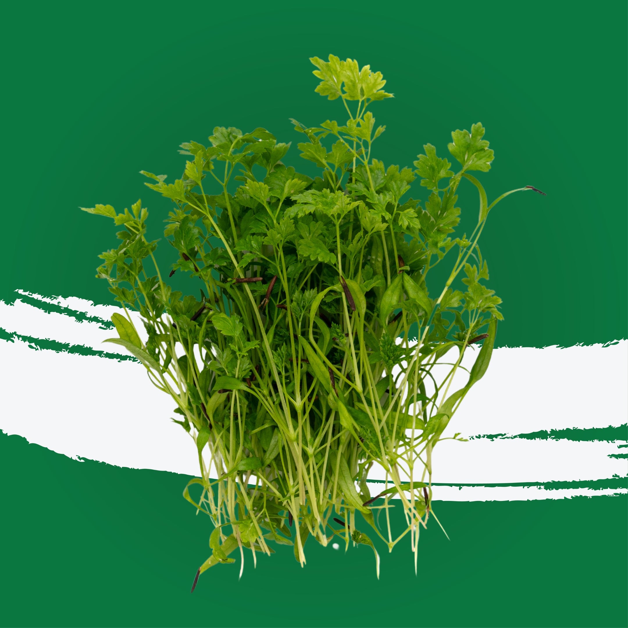 UNS Chervil Cress 15g Clear Pet Box