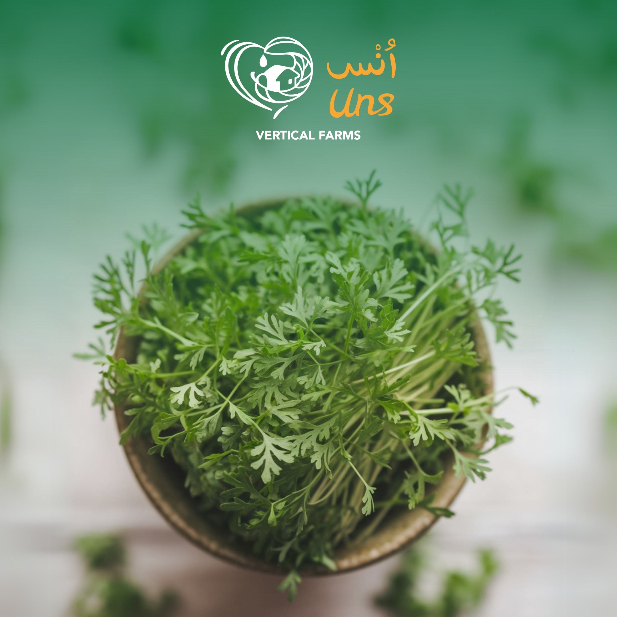 UNS Chervil Cress 15g Clear Pet Box