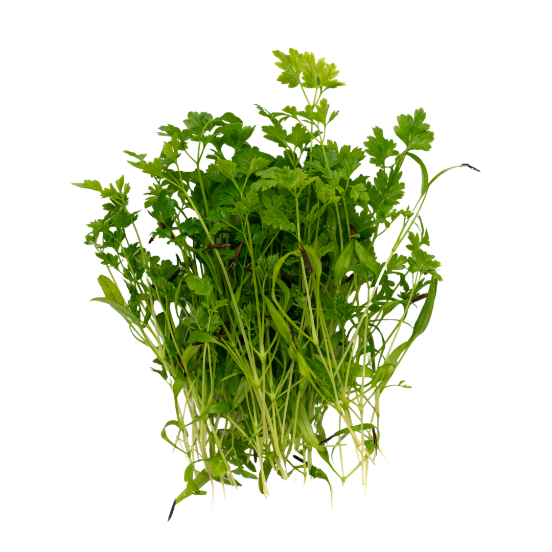UNS Chervil Cress 15g Clear Pet Box