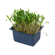 UNS Coriander Cress 15g Clear Pet Box