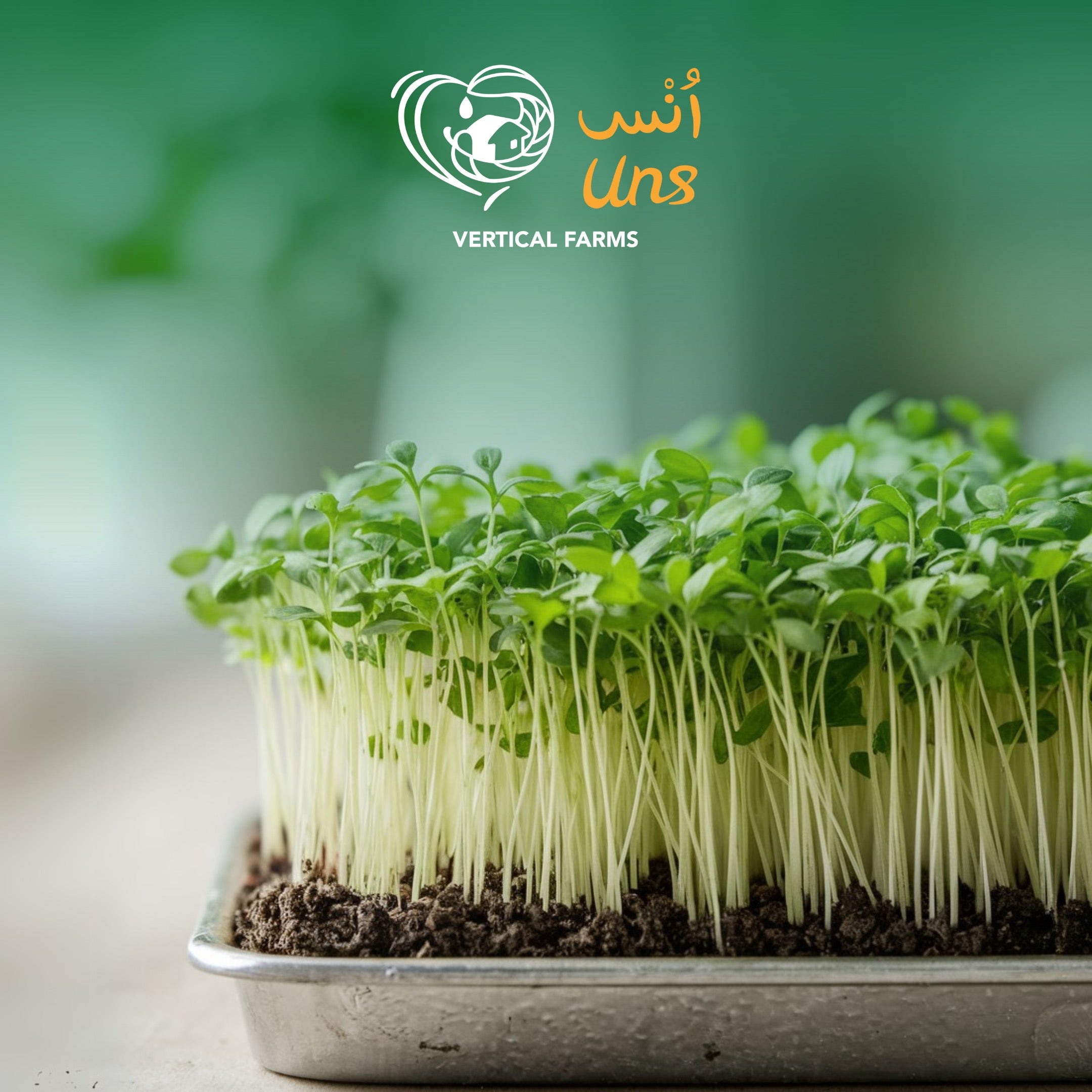 UNS Coriander Microgreen Cress 16 Punnet Carton