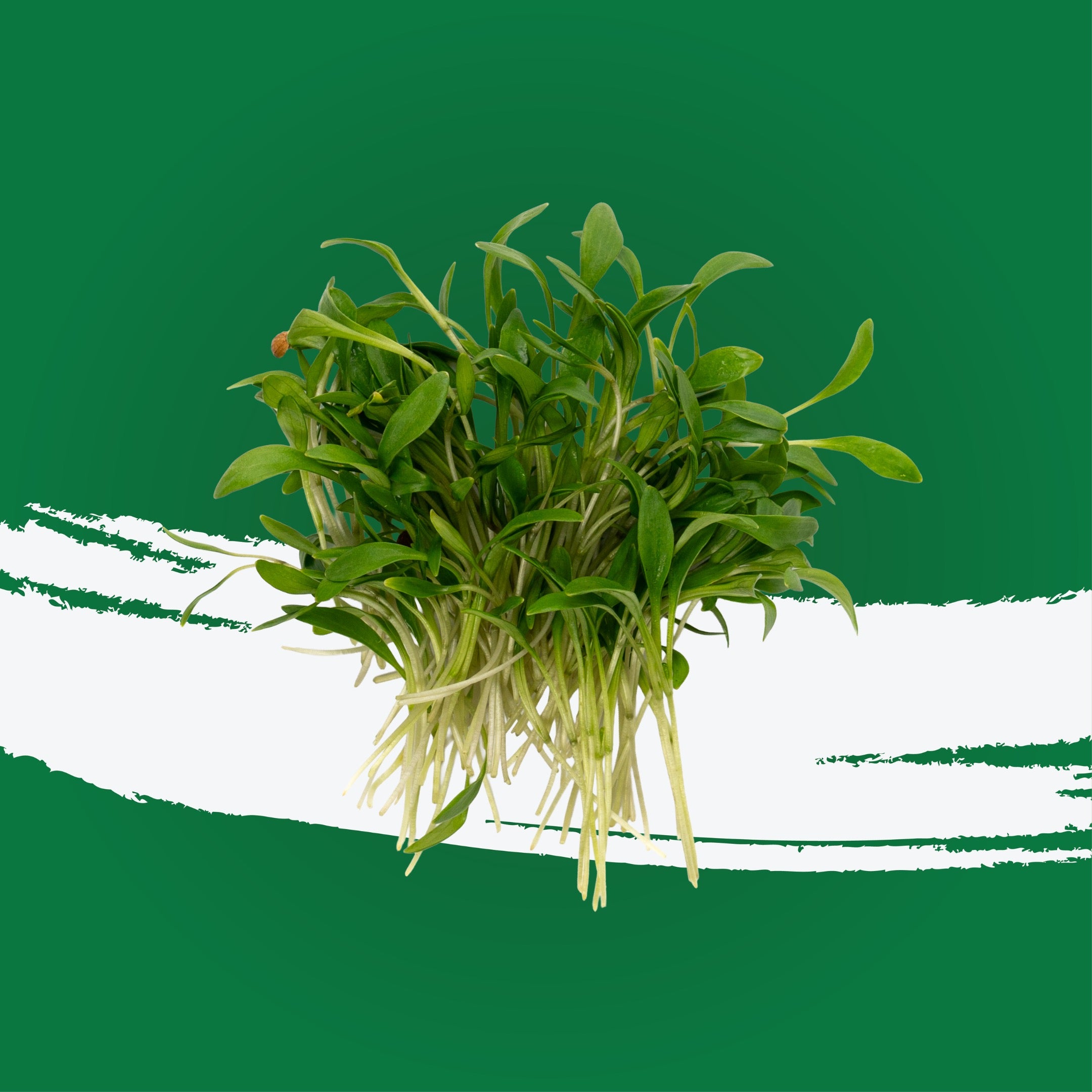 UNS Coriander Microgreen Cress 16 Punnet Carton
