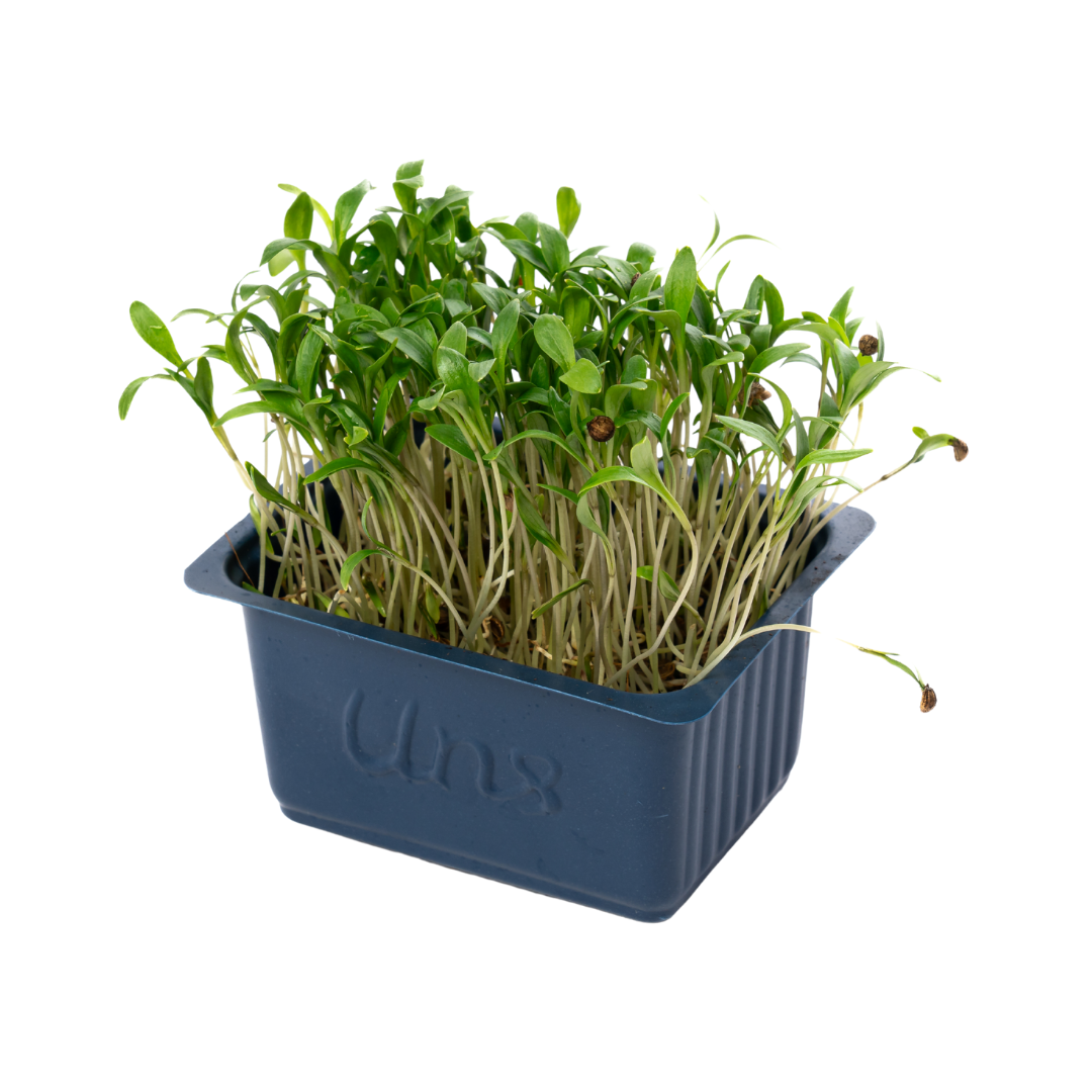 UNS Coriander Microgreen Cress 16 Punnet Carton