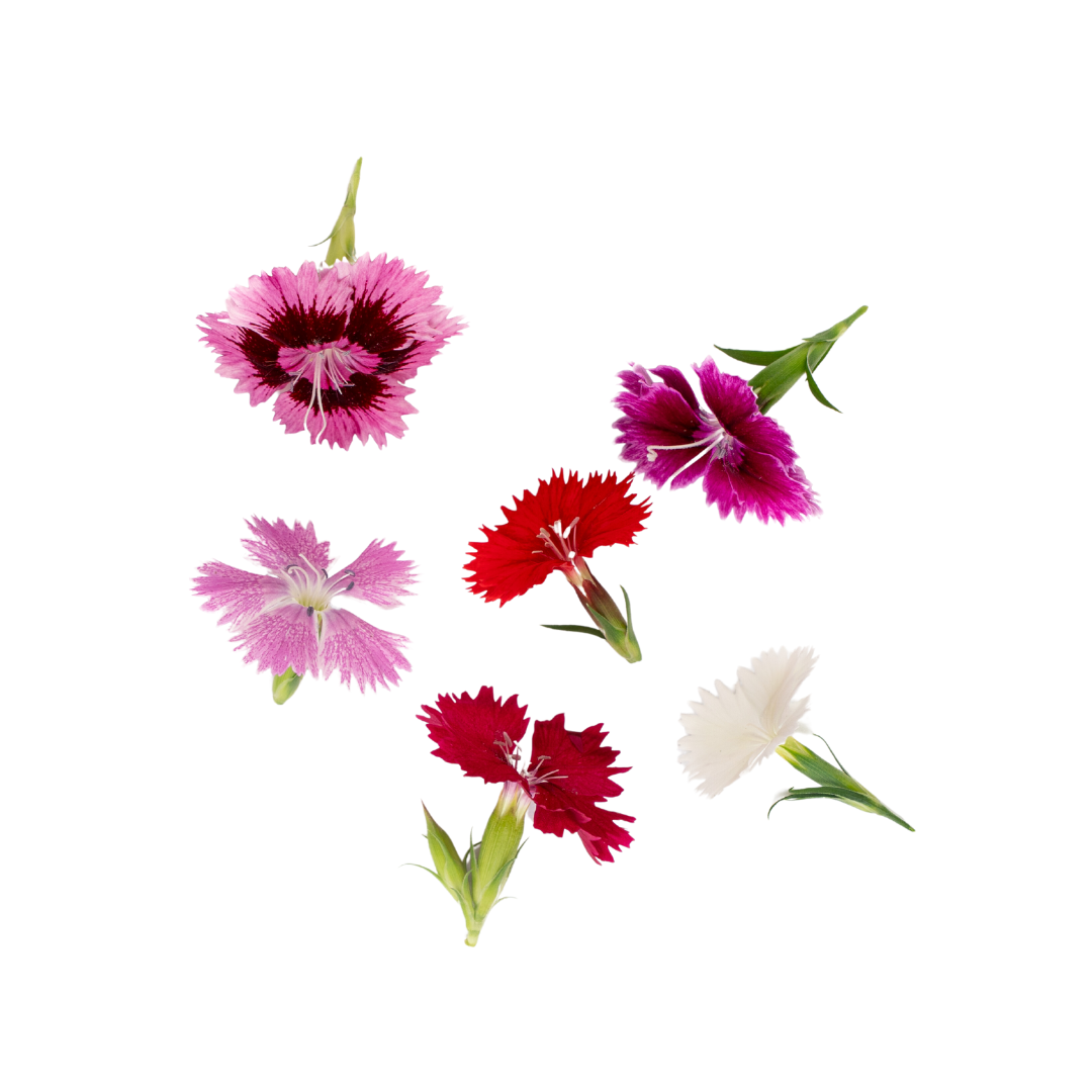 UNS Dianthus 20Pcs Clear Pet Box