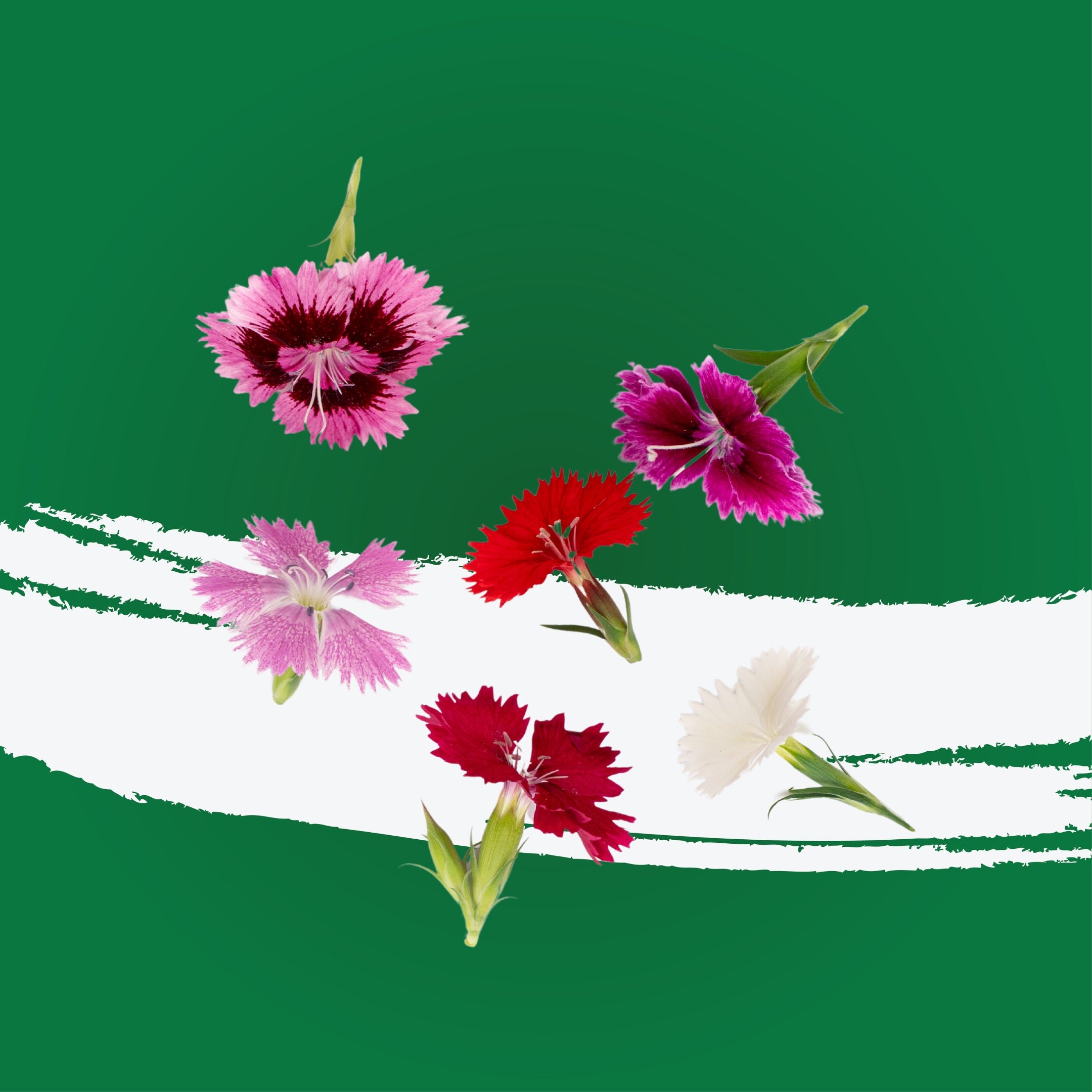 UNS Dianthus 20Pcs Clear Pet Box