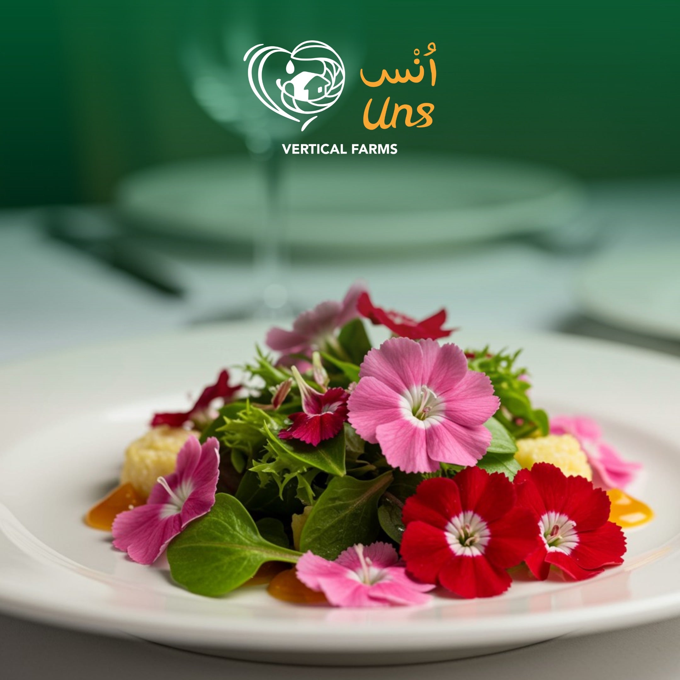 UNS Dianthus 20Pcs Clear Pet Box