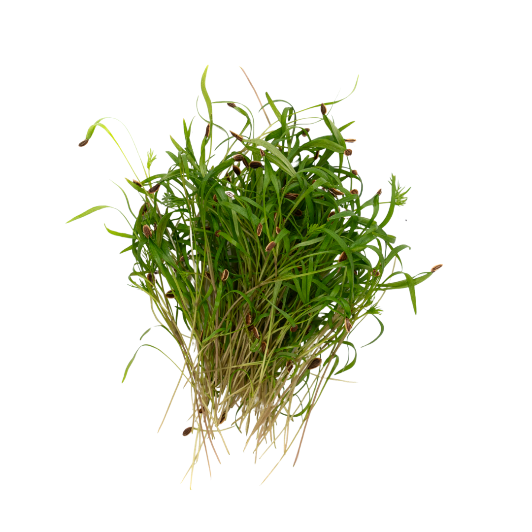 UNS Dill Cress 15g Clear Pet Box