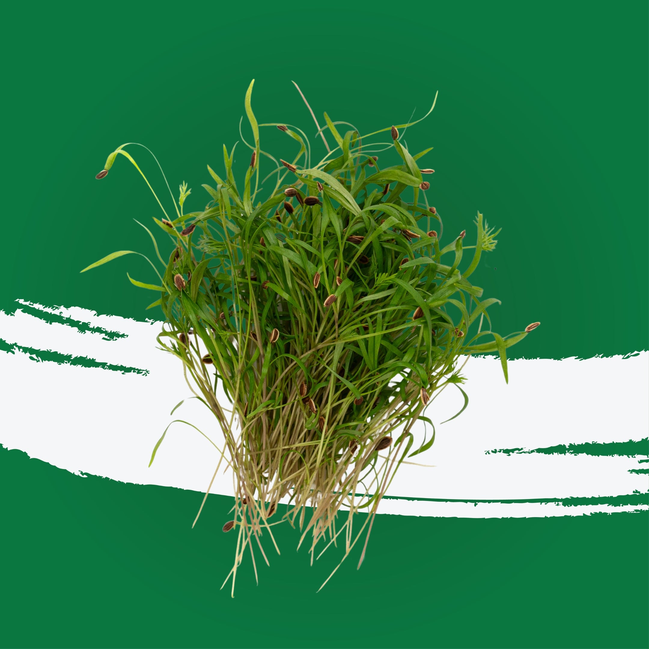UNS Dill Cress 15g Clear Pet Box