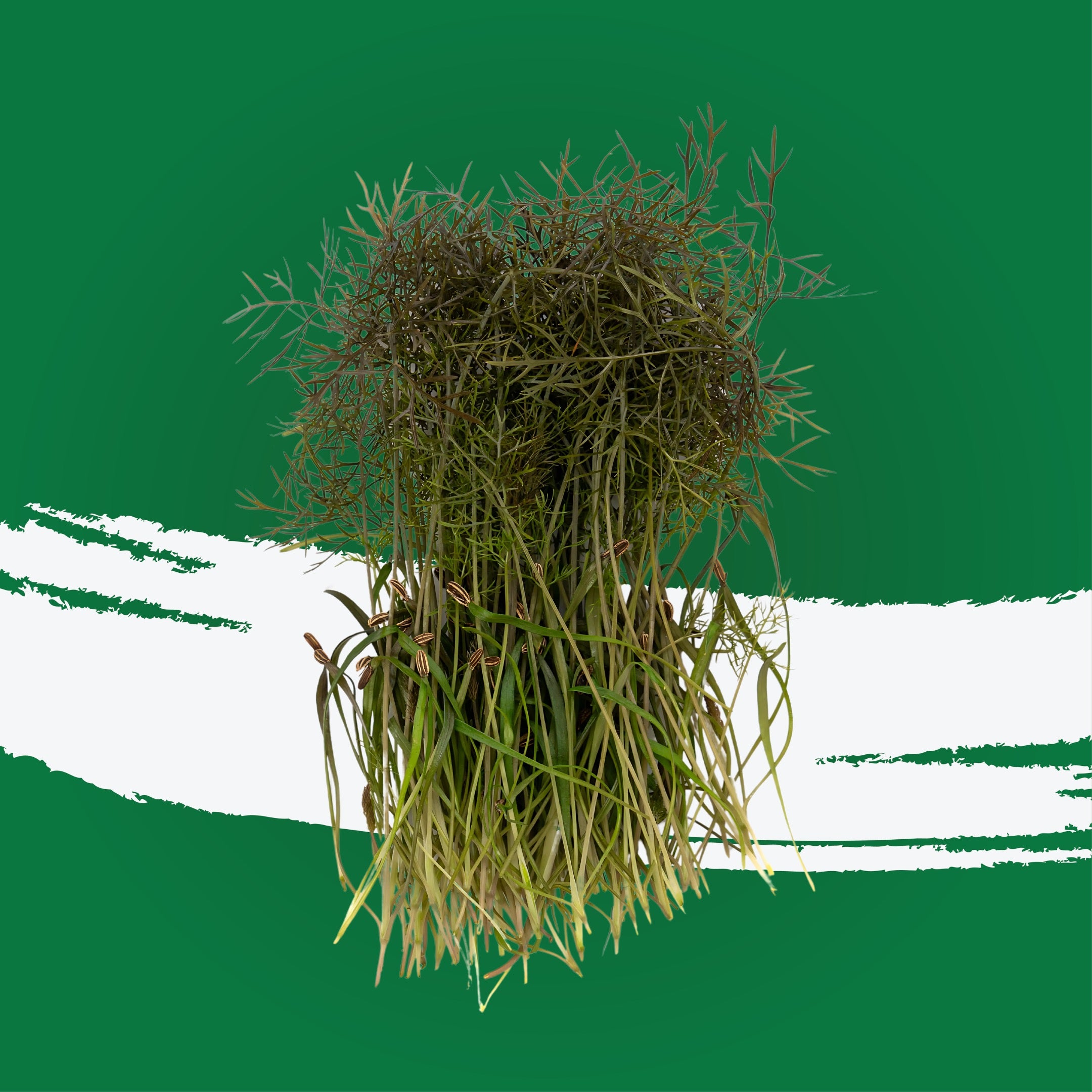 UNS Kale Microgren Cress 16 Punnet Carton