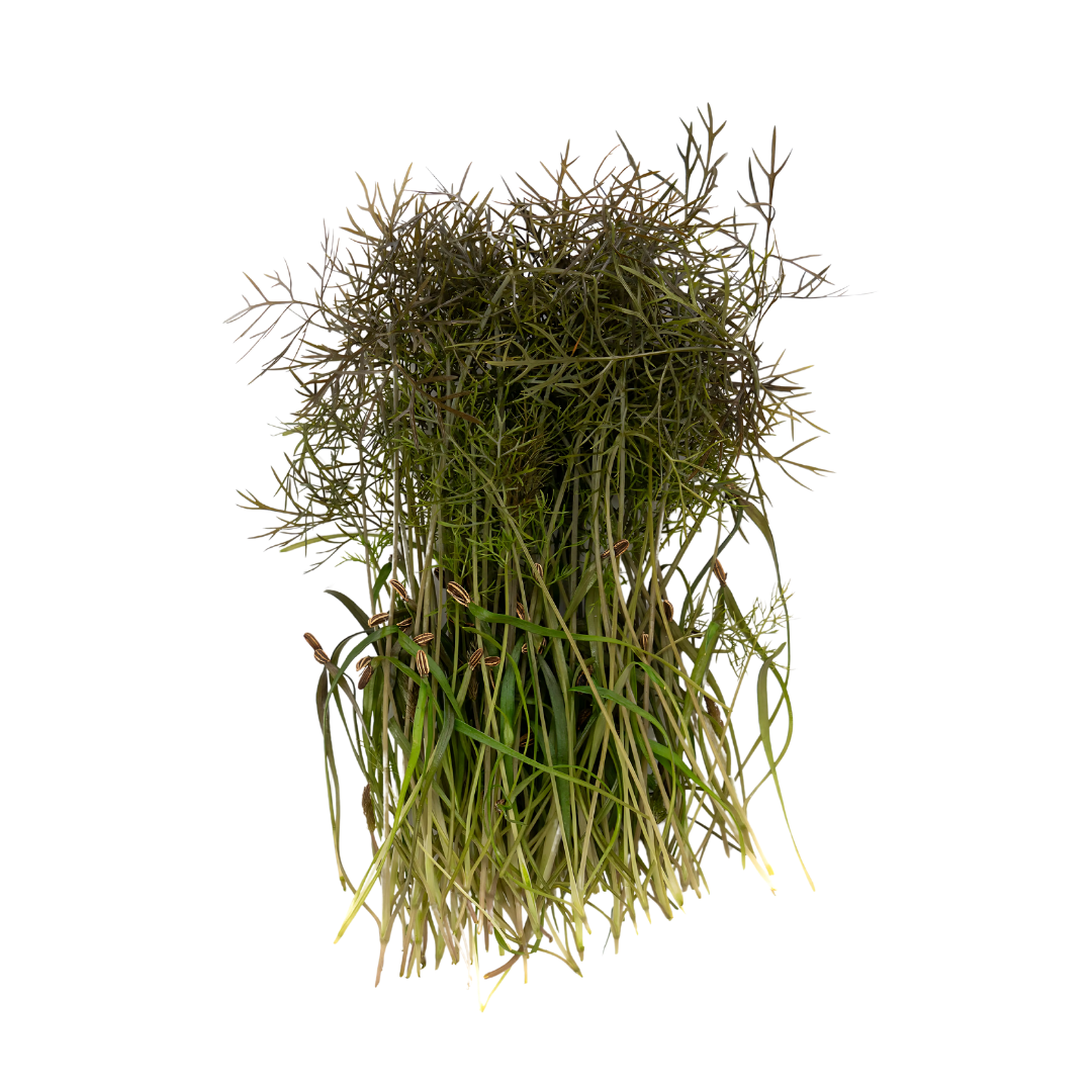 UNS Fennel Cress 15g Clear Pet Box