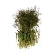 UNS Fennel Cress 15g Clear Pet Box