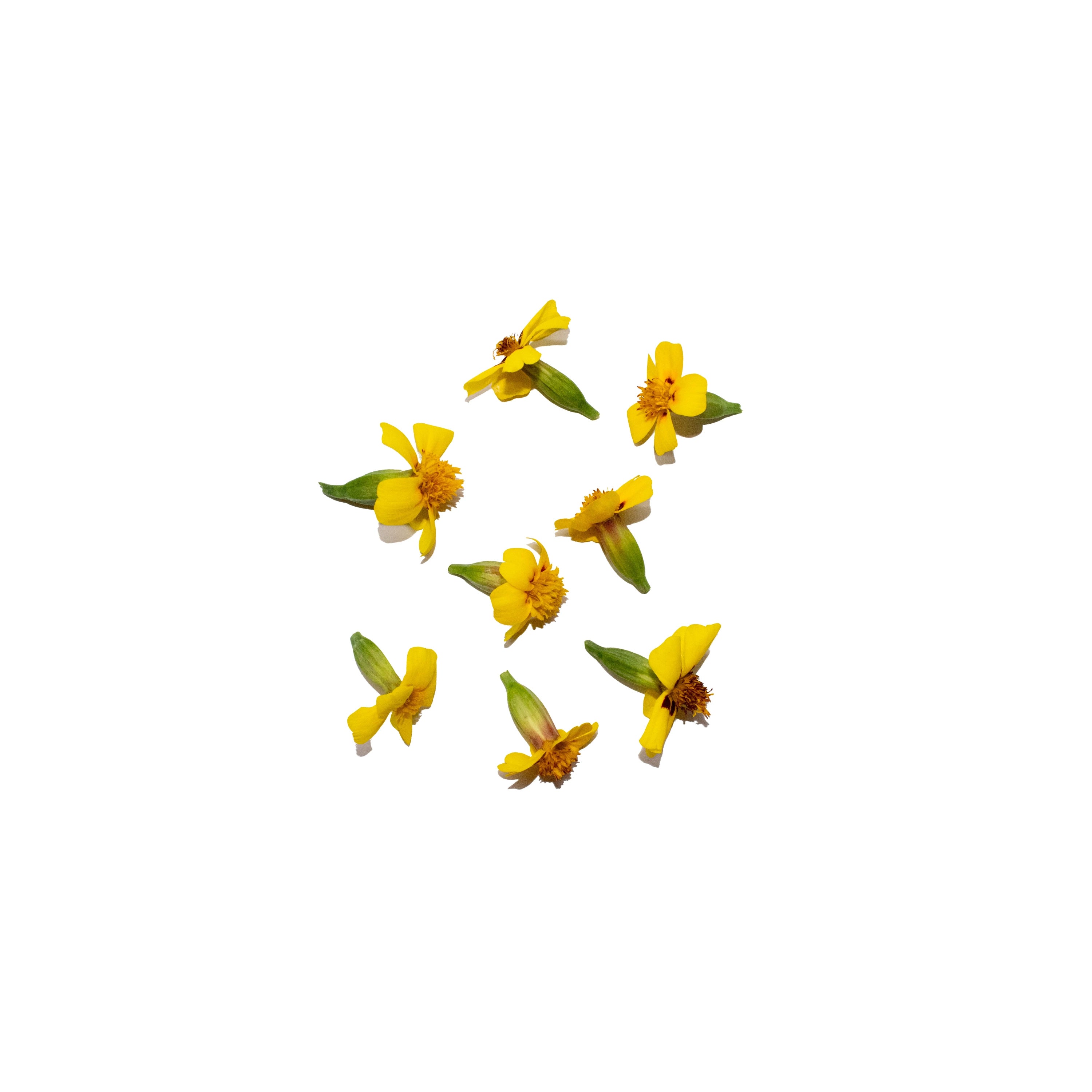 Uns French Marigold 8Pcs Clear Pet Bix