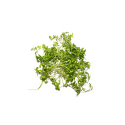Uns Garden Cress 30G Clear Pet Box