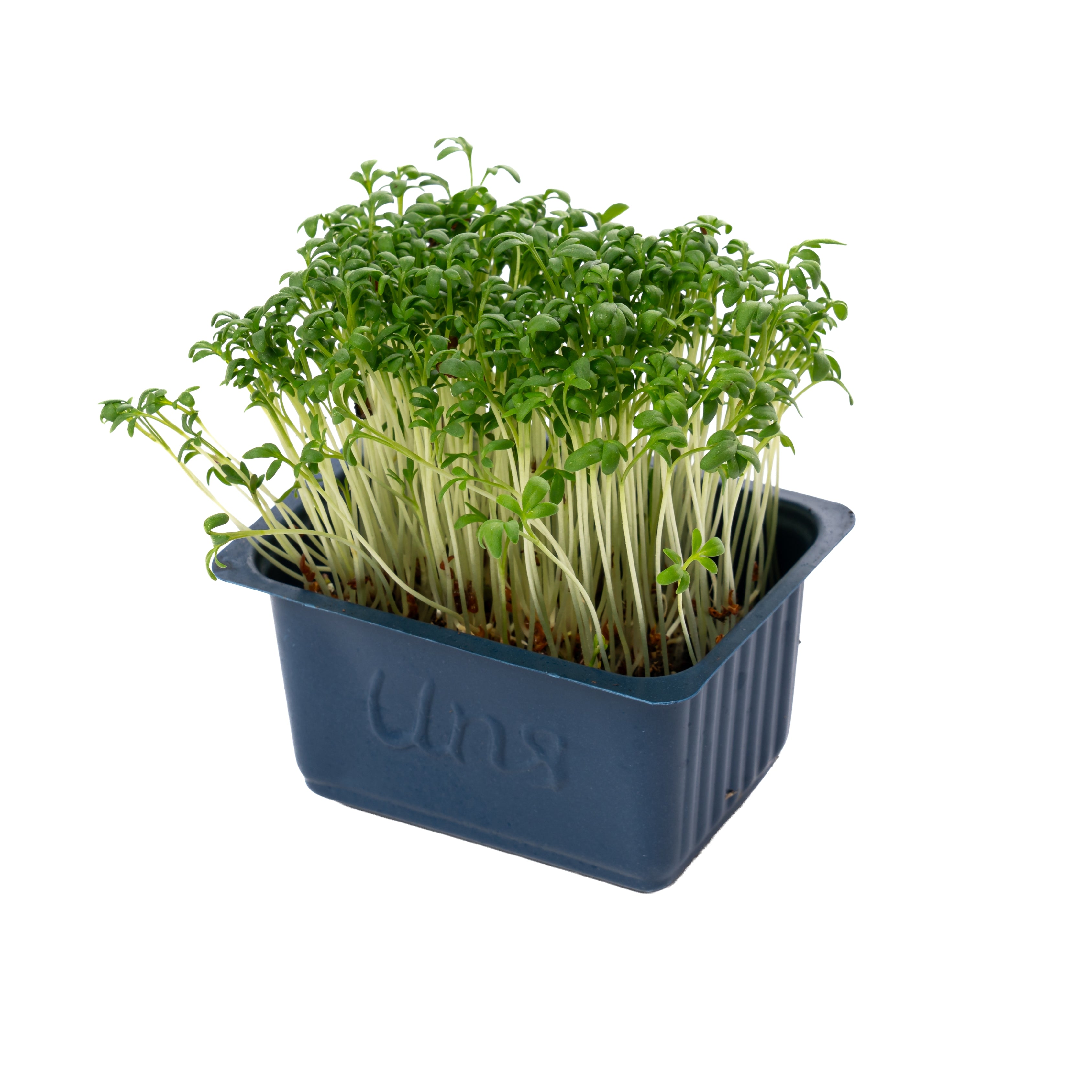 Uns Garden Microgreen Cress 16 Punnet Carton